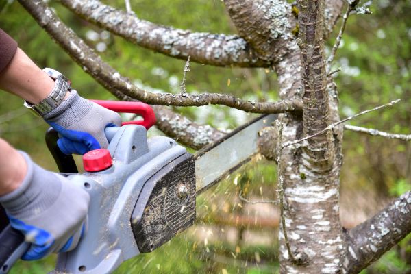 Wilmington Tree Trimming
