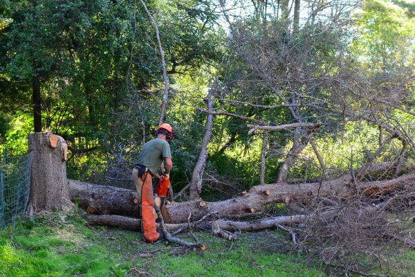 Wilmington Tree Removal